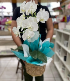 Orquídea Branca