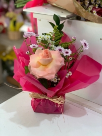 Mimo de Rosa cor de Rosa