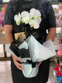 Orquídea Branca Time Santos