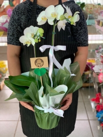 Orquídea Branca Time Palmeiras