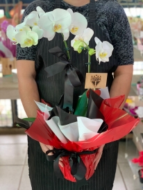 Orquídea Branca Time São Paulo