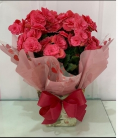 Begônia Rosa
