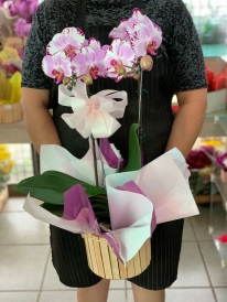 Orquídea Rosa Dupla Haste