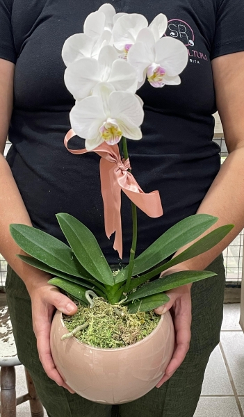 Orquídea Branca no Vidro