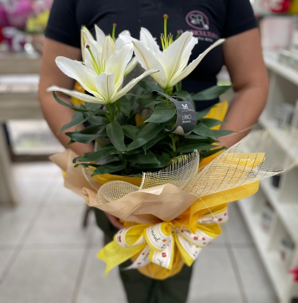 Lírio Plantado Branco